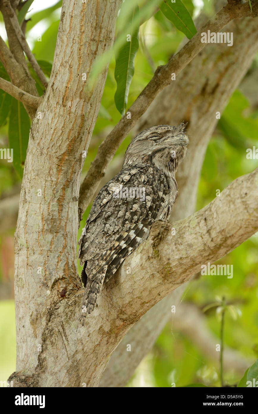 Bruno Frogmouth (Podargus strigoides) maschio adulto in appoggio nella forcella dell'albero, Queensland, Australia, Novembre Foto Stock