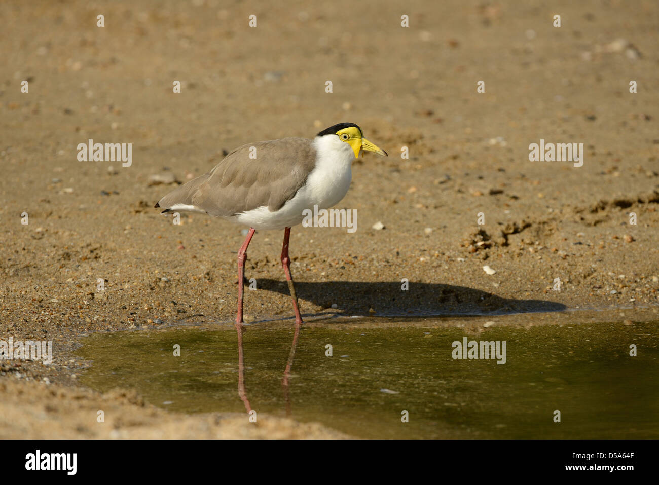 Giallo-wattled Pavoncella (Vanellus malabaricus) in piedi in acqua poco profonda, Queensland, Australia, Novembre Foto Stock