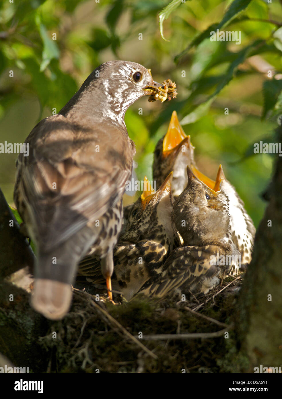 Un Tordo (Turdus ericetorum) alimentazione di quattro neonata baby pulcini nel nido in un albero ciliegio nel Sussex Foto Stock