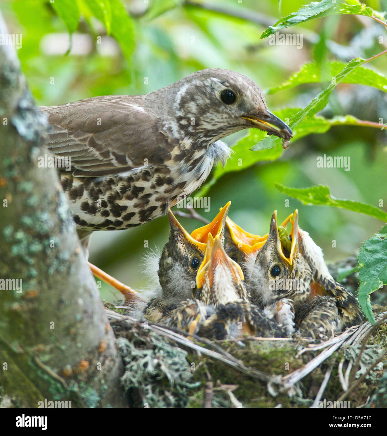 Un Tordo (Turdus ericetorum) alimentazione di quattro neonata baby pulcini nel nido in un albero ciliegio nel Sussex Foto Stock