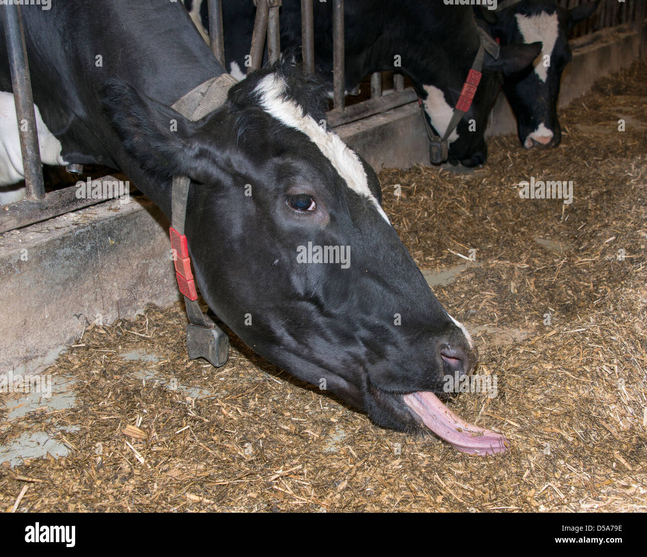 Mucca mangiare erba con linguetta grande Foto Stock