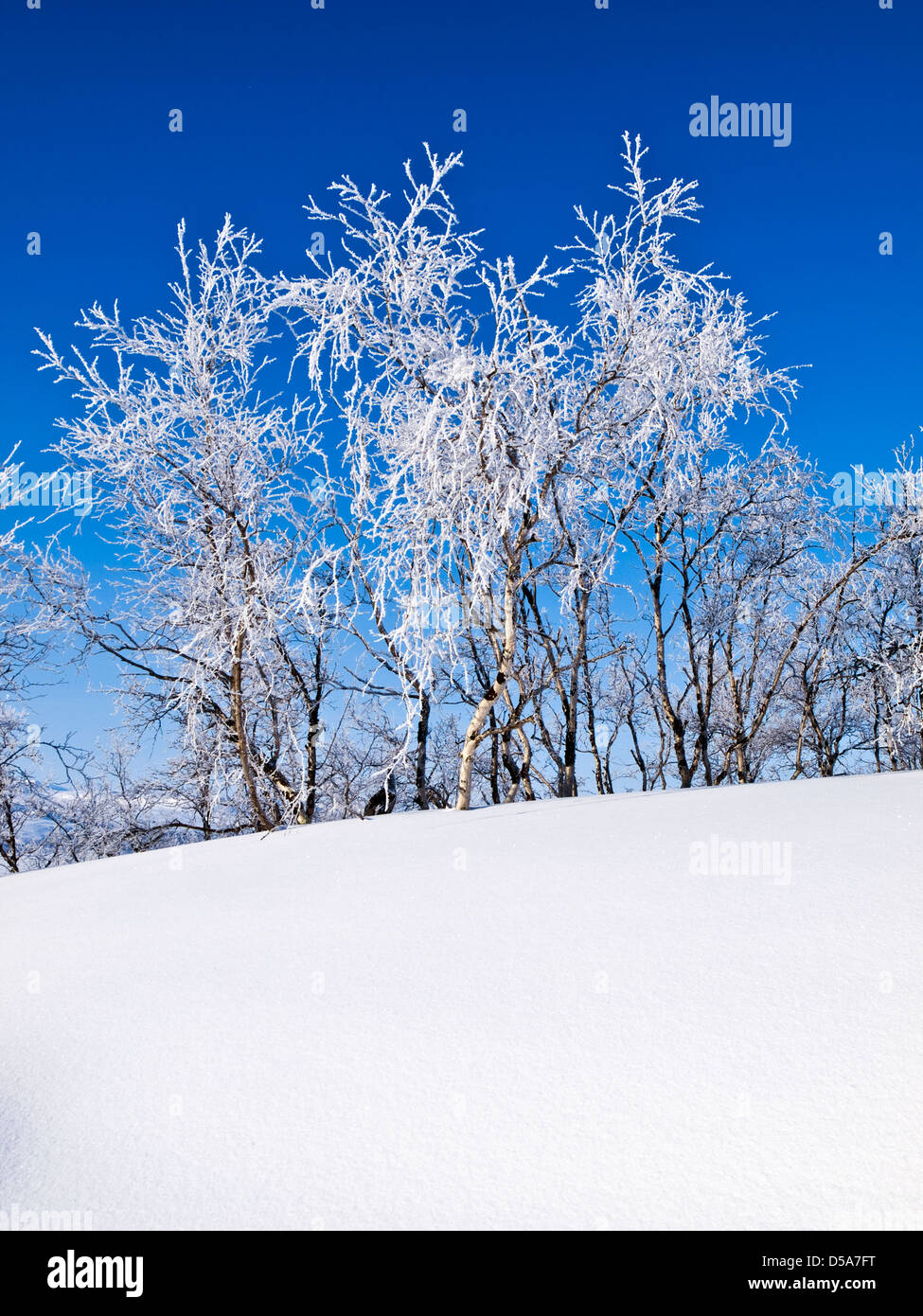 Trasformata per forte gradiente la brina su alberi e cielo blu nelle regioni artiche della Finlandia Foto Stock