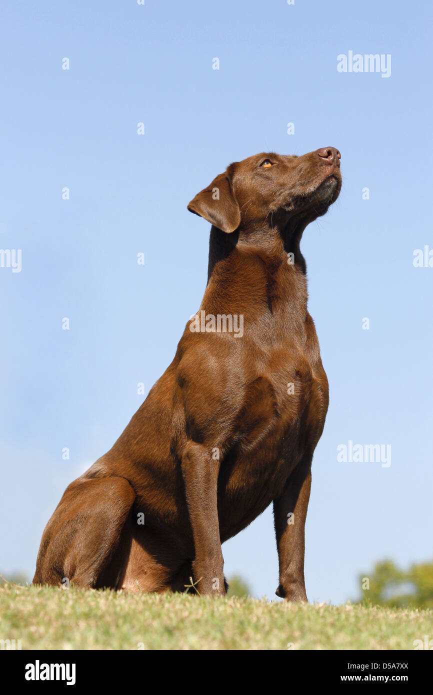 Il cioccolato Labrador Retriever ha testa sollevata mentre seduto in erba. Foto Stock