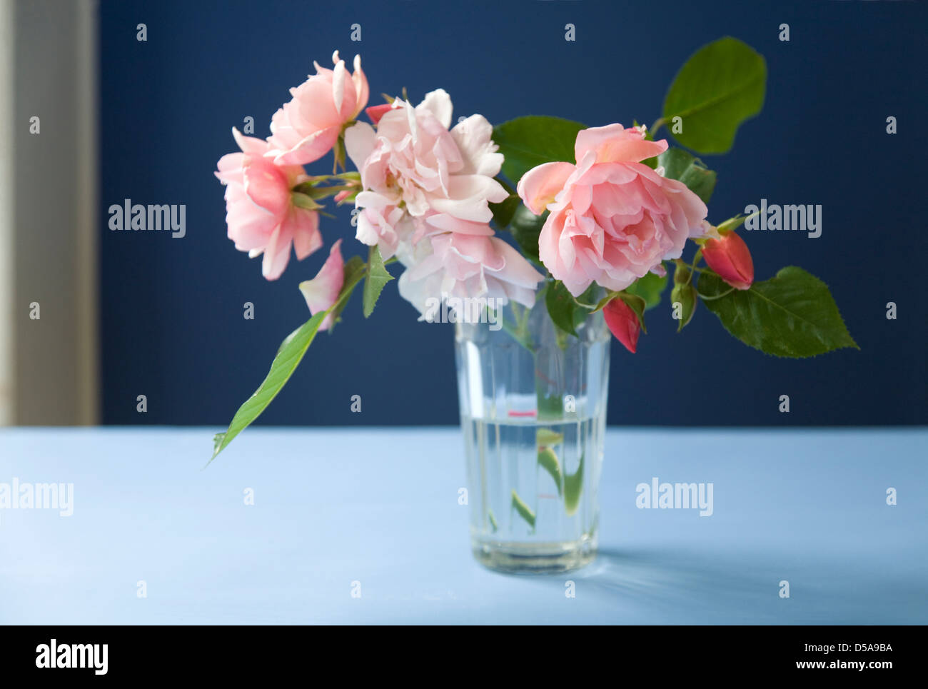Rosa rose rampicanti in un vaso di vetro in un interno di colore blu Foto Stock