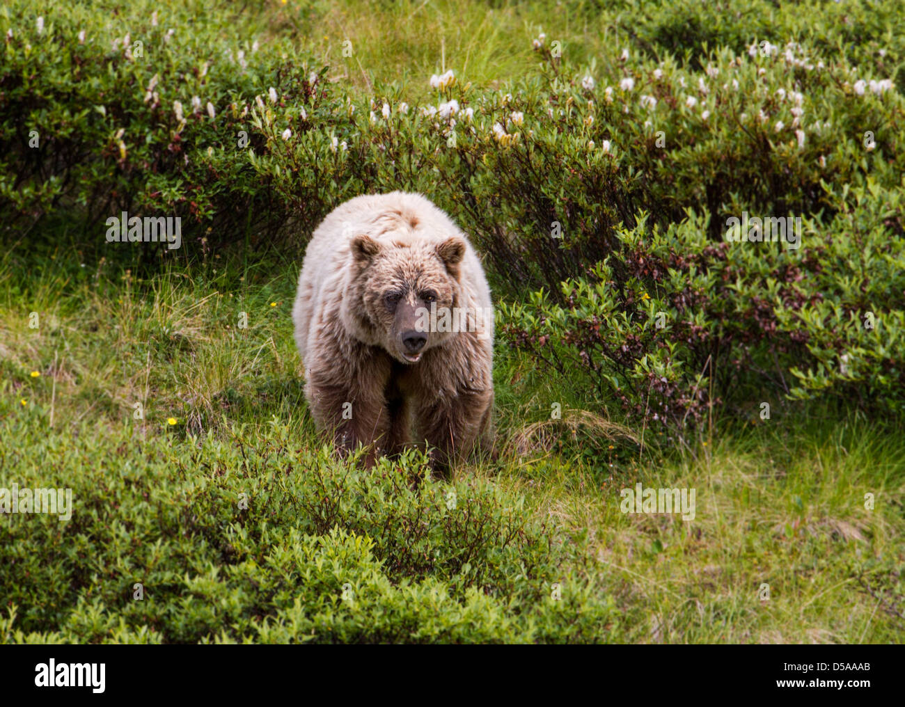 Orso grizzly (Ursus arctos horribilis), Thorofare Pass, Parco Nazionale di Denali, Alaska, STATI UNITI D'AMERICA Foto Stock
