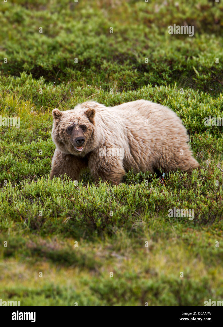 Orso grizzly (Ursus arctos horribilis), Thorofare Pass, Parco Nazionale di Denali, Alaska, STATI UNITI D'AMERICA Foto Stock
