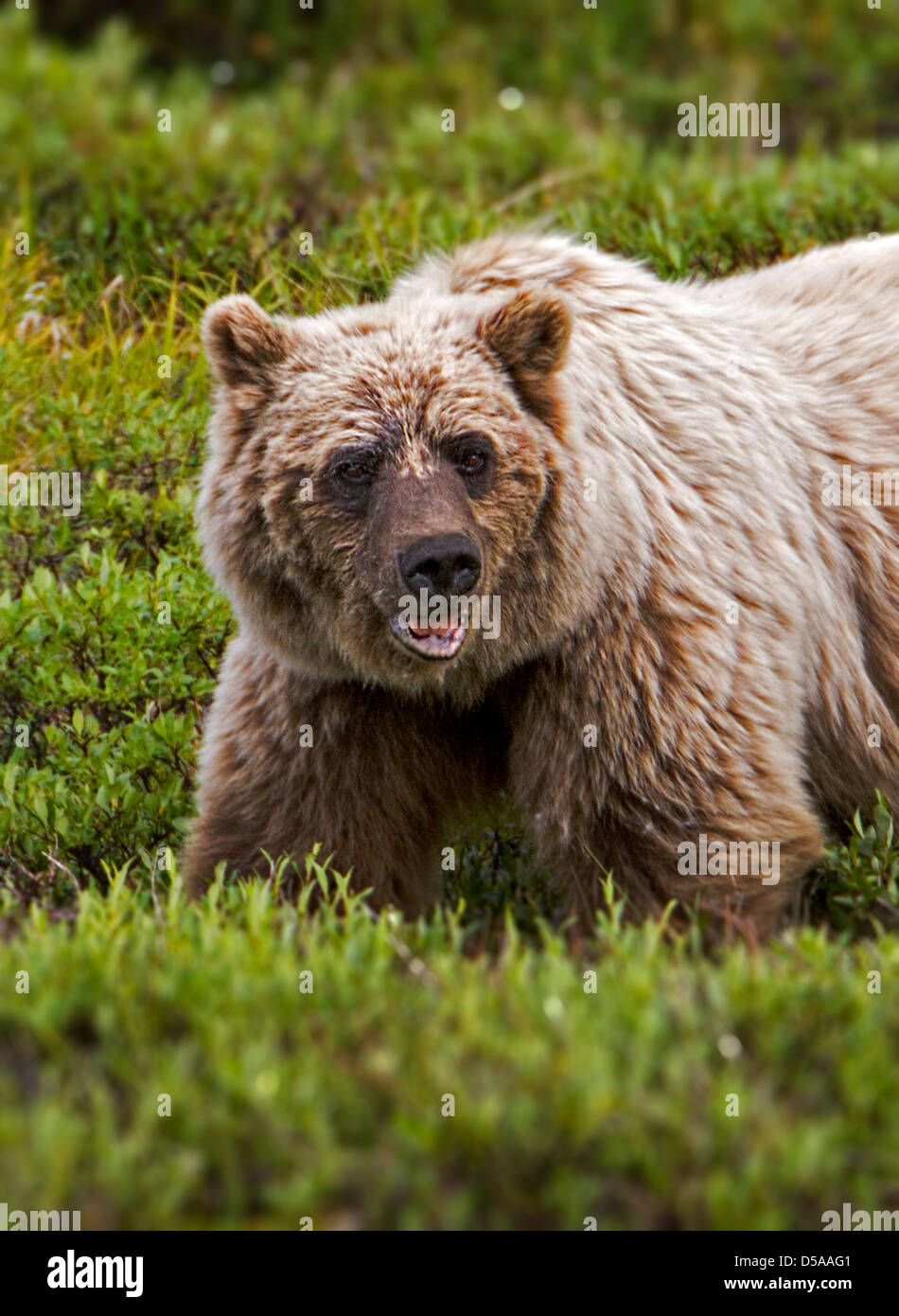 Orso grizzly (Ursus arctos horribilis), Thorofare Pass, Parco Nazionale di Denali, Alaska, STATI UNITI D'AMERICA Foto Stock