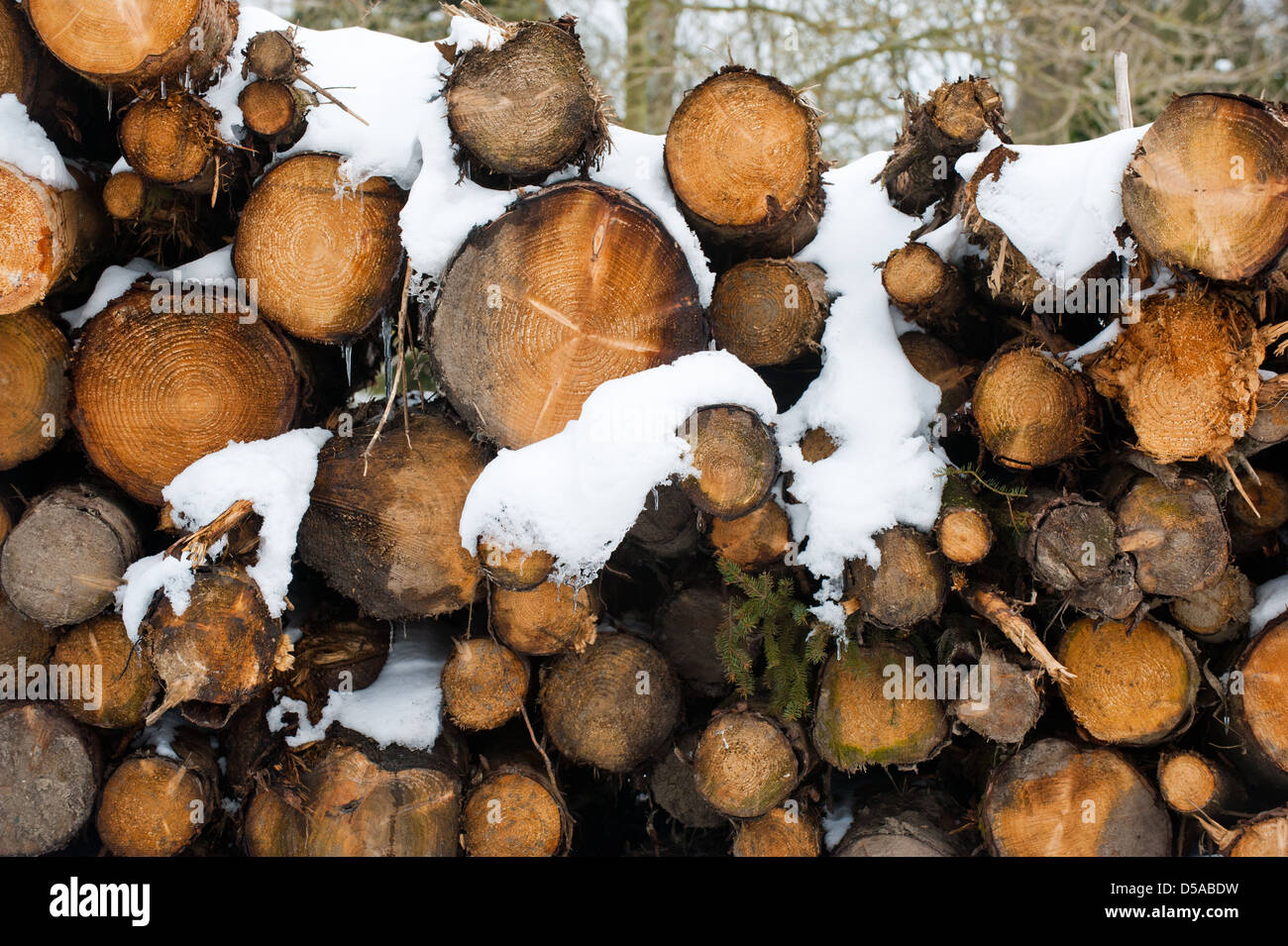 Un mucchio di neve coperto logs Foto Stock