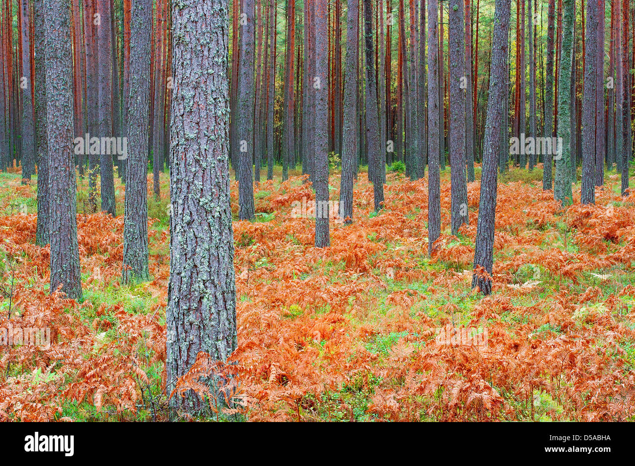 La foresta di conifere in autunno Foto Stock