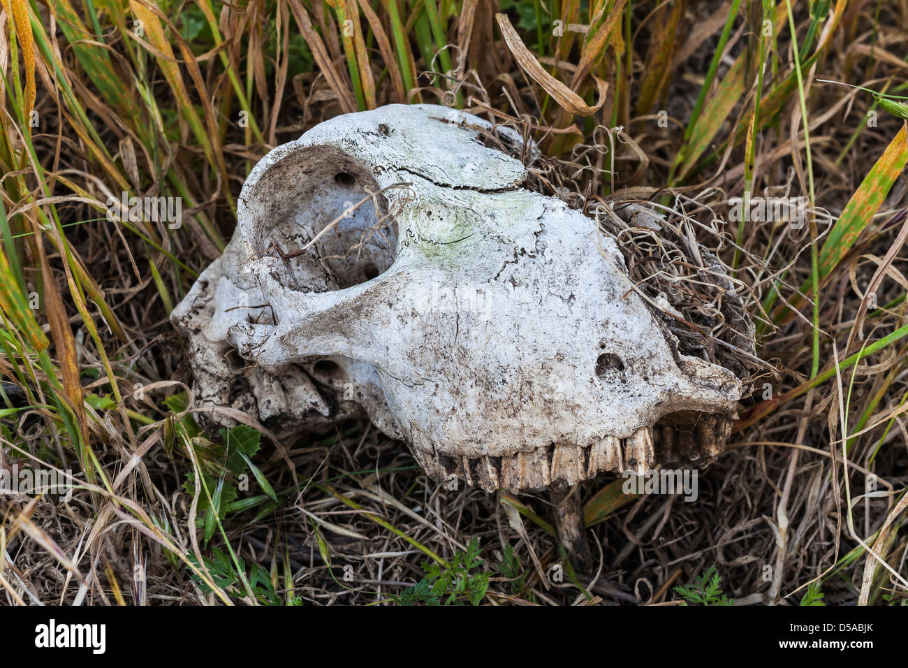 Ovini domestici cranio a Scorpion canyon lasciato dai giorni dei ranch, Isola di Santa Cruz, il Parco Nazionale delle Channel Islands, CA Foto Stock