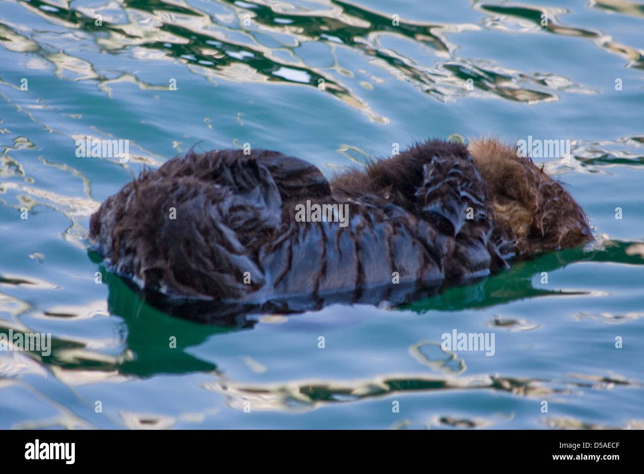 Un bambino dorme Sea Otter galleggiante in acqua. Sua madre è nelle vicinanze. Foto Stock