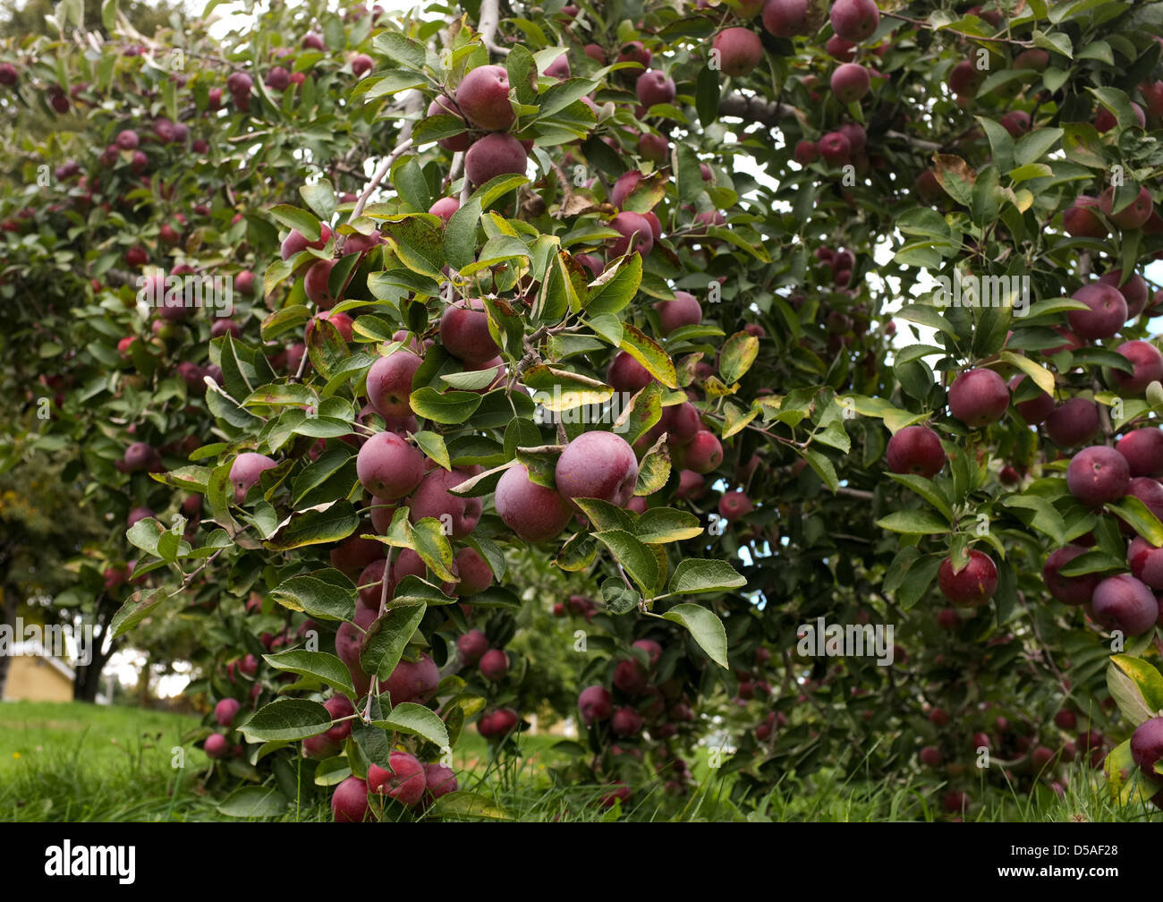 Apple picking è una rinomata tradizione di famiglia in Quebec. La stampa  canadese immagini/Lee Brown Foto stock - Alamy