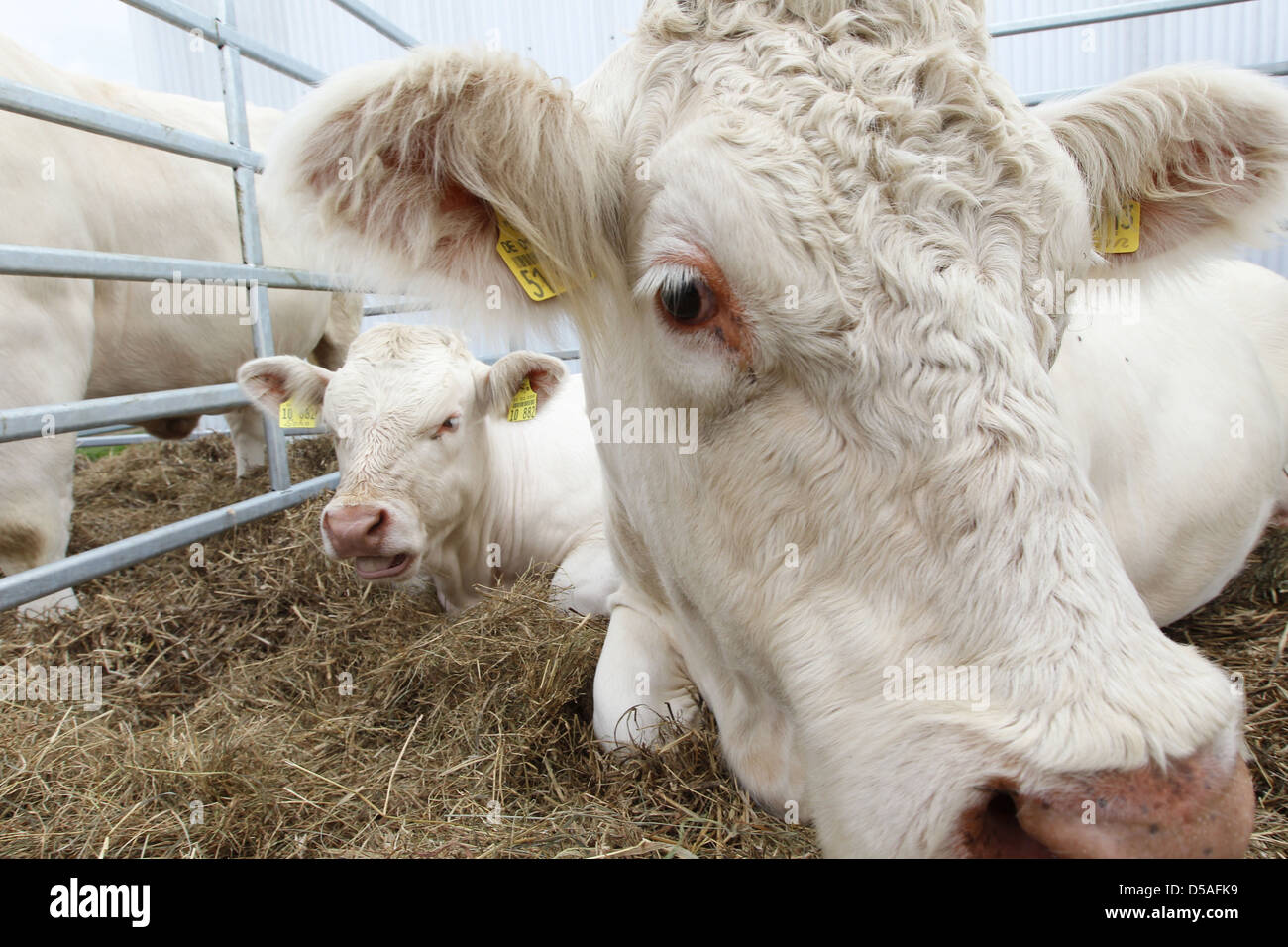 Rendsburg, Germania, animale mostra presso la Fiera Agricola Norla Foto Stock