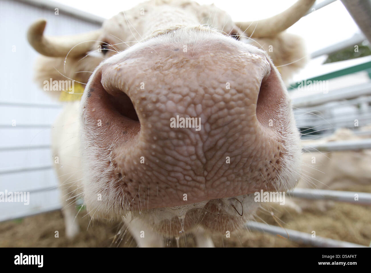 Rendsburg, Germania, animale mostra presso la Fiera Agricola Norla Foto Stock