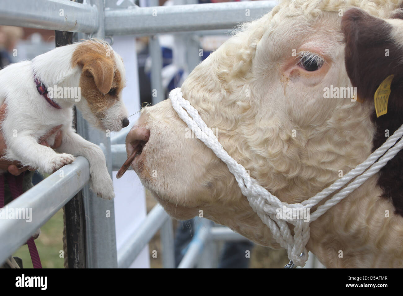 Rendsburg, Germania, animale mostra presso la Fiera Agricola Norla Foto Stock