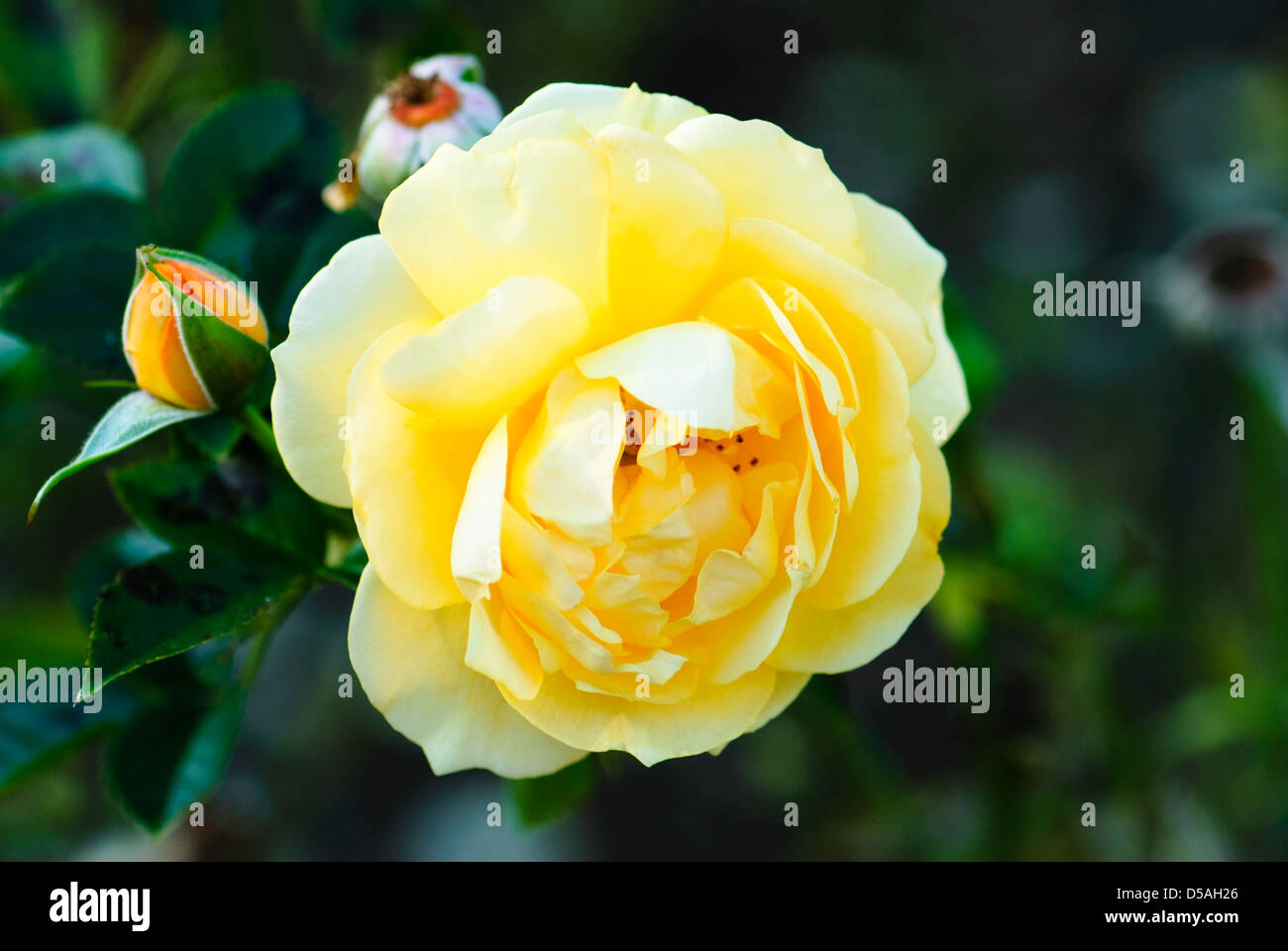 Vista ravvicinata di una rosa gialla. Foto Stock