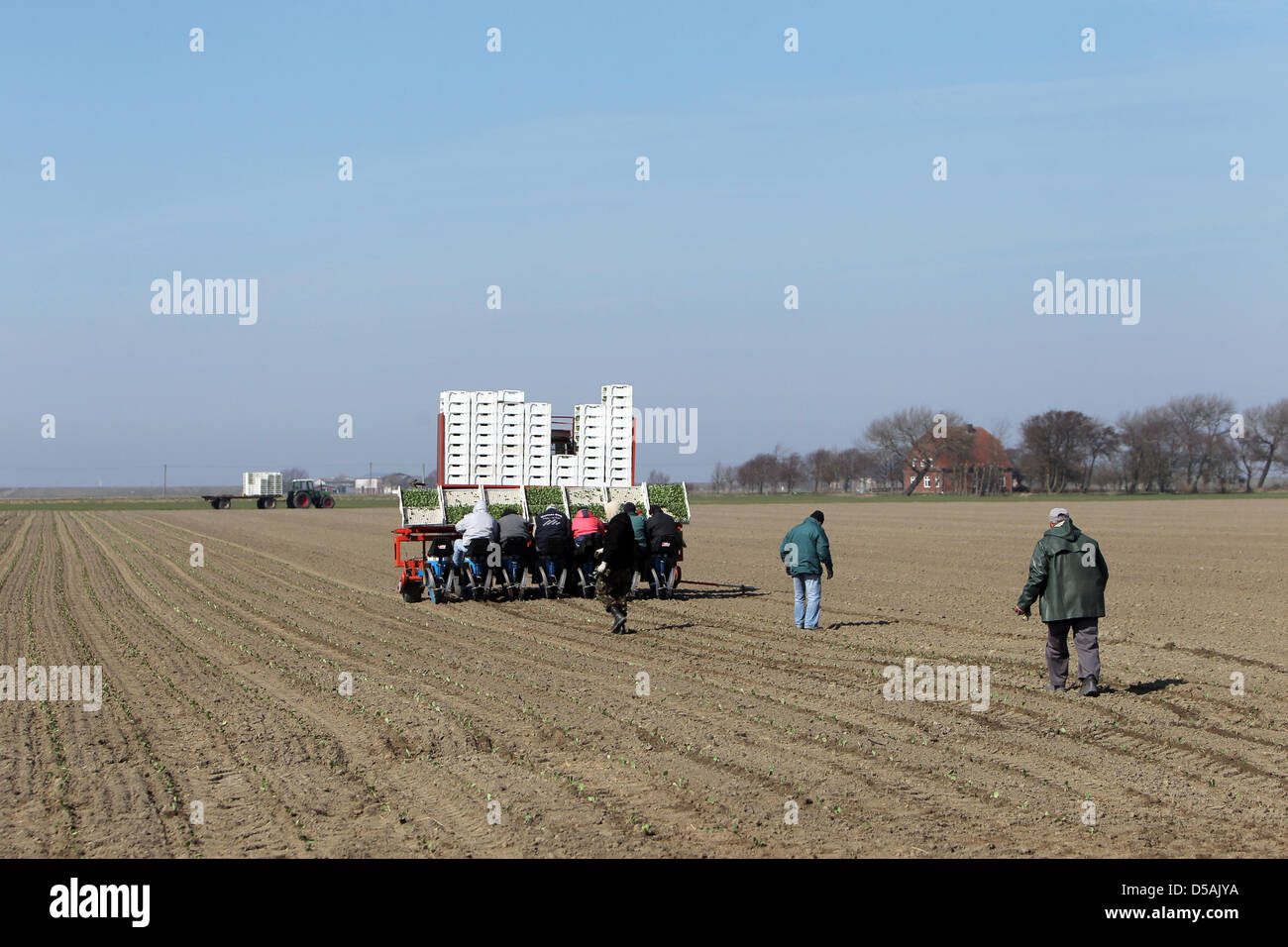 Wesselburenerkoog, Germania, Kohlaussat: con un giro in macchina per la piantagione di cavolfiore è portato a terra Foto Stock