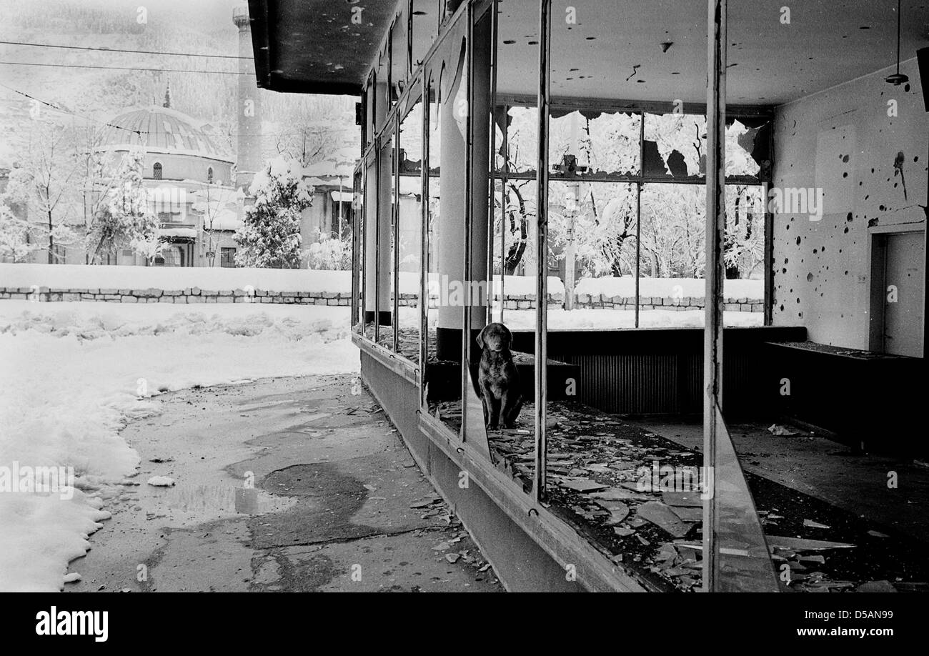 Dog sitter in un edificio distrutto, Sarajevo, Bosnia ed Erzegovina Foto Stock