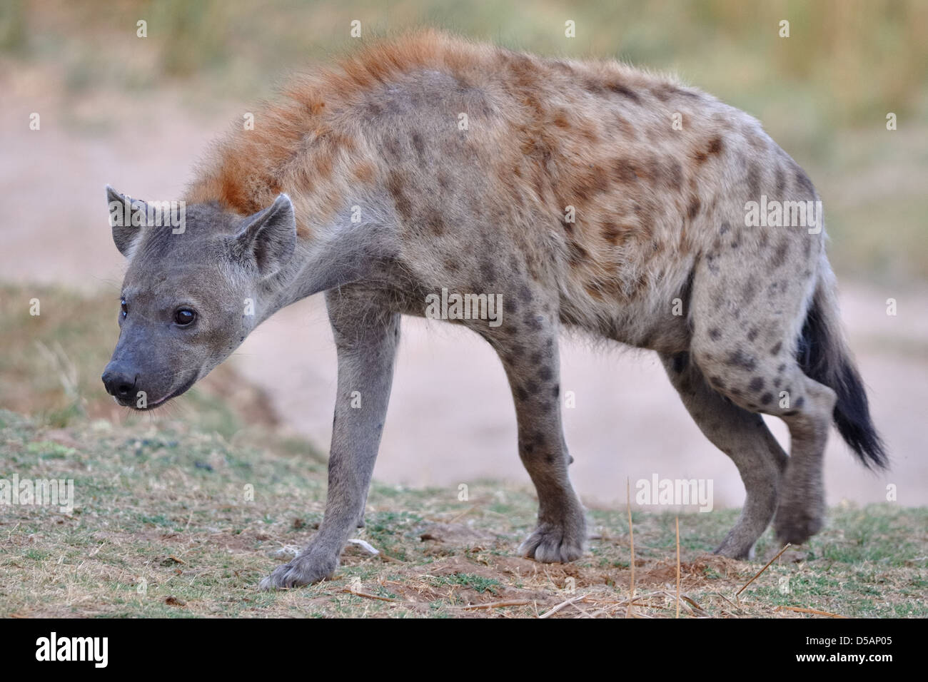 Spotted hyena (Crocuta crocuta), femmina adulta a piedi, Kruger National Park, Sud Africa e Africa Foto Stock