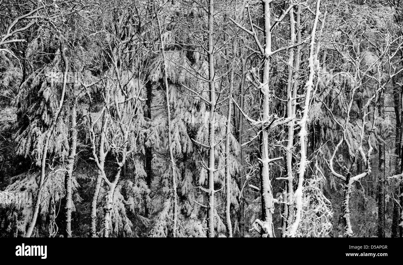 Neve invernale coperto di alberi. Oakley boschi, Warwickshire, Inghilterra. Monocromatico Foto Stock