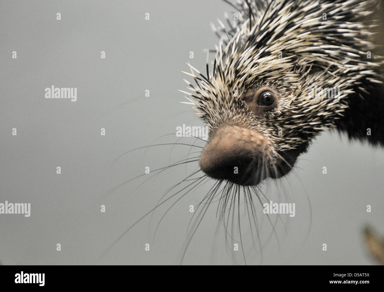 Con grande interesse, questo prensili femmina-tailed porcupine o coendous, occhi il cameraman e photographeres chi veramente desidera scattare foto dei suoi pochi giorni-old baby allo Zoo di Frankurt/Main, Germania, 13 luglio 2010. La pelliccia di un animale è sostituito da un sottile e ha sottolineato come l'ago-aculei che fanno per una tutela efficace contro i nemici. Foto: Boris Roessler Foto Stock