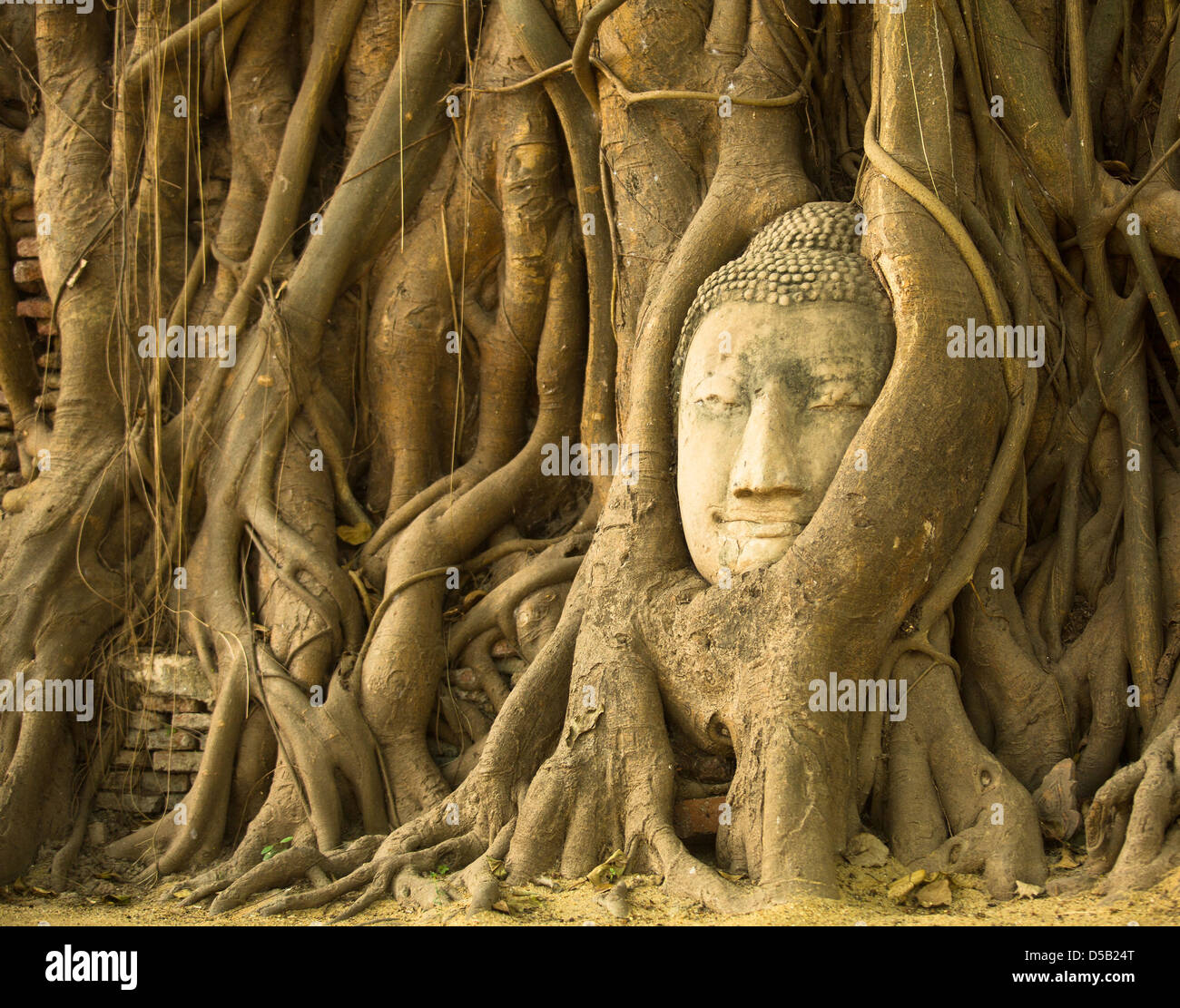 La testa di Buddha in Wat Mahathat, Ayutthaya, Thailandia. Wat Mahathat - famoso tempio di Ayutthaya (capitale del Siam 1350-1767) Foto Stock