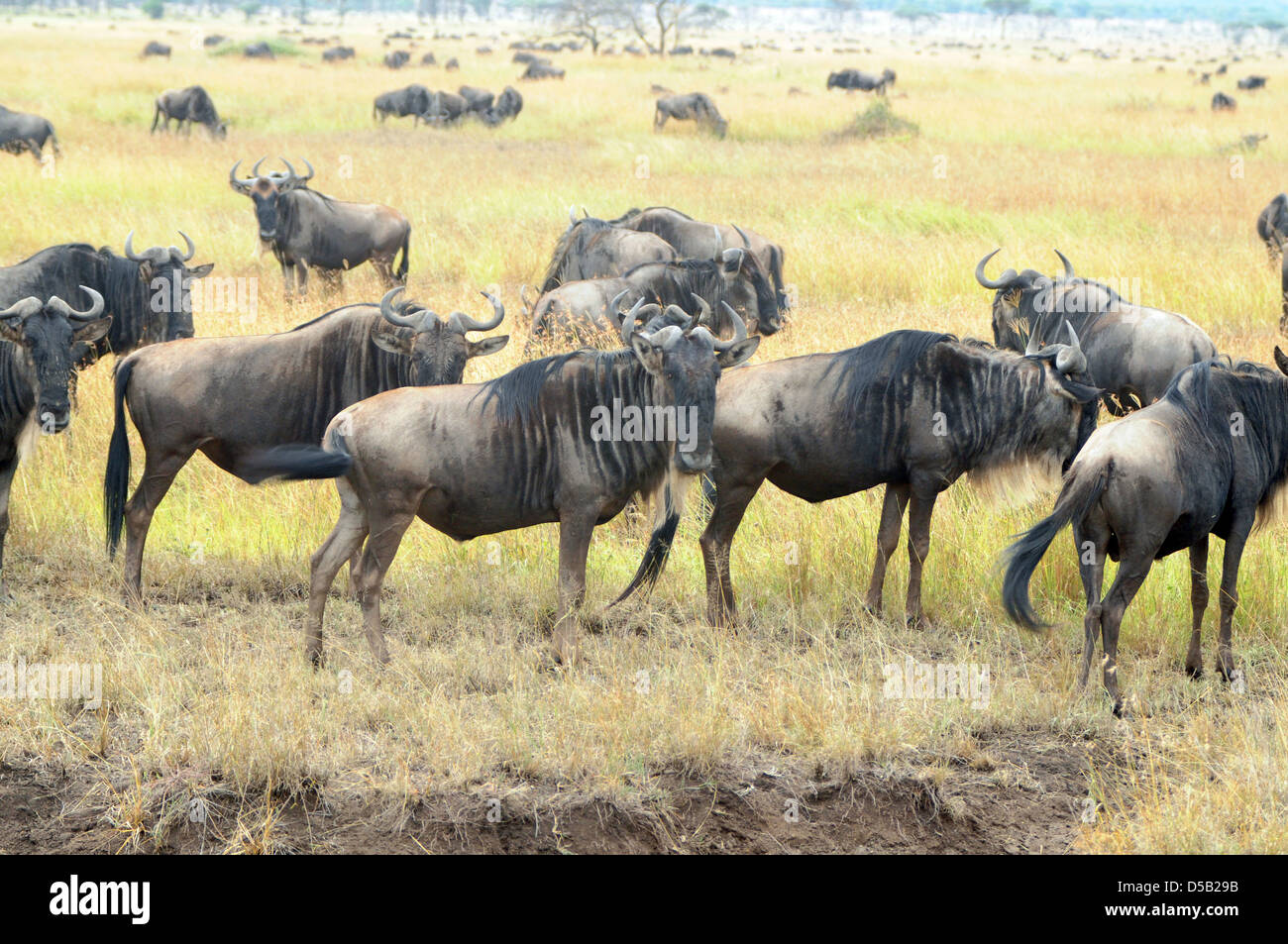 Allevamento di bianco barbuto (o borchiati o blu) GNU (Connochaetes taurinus). Fotografato in Tanzania Foto Stock
