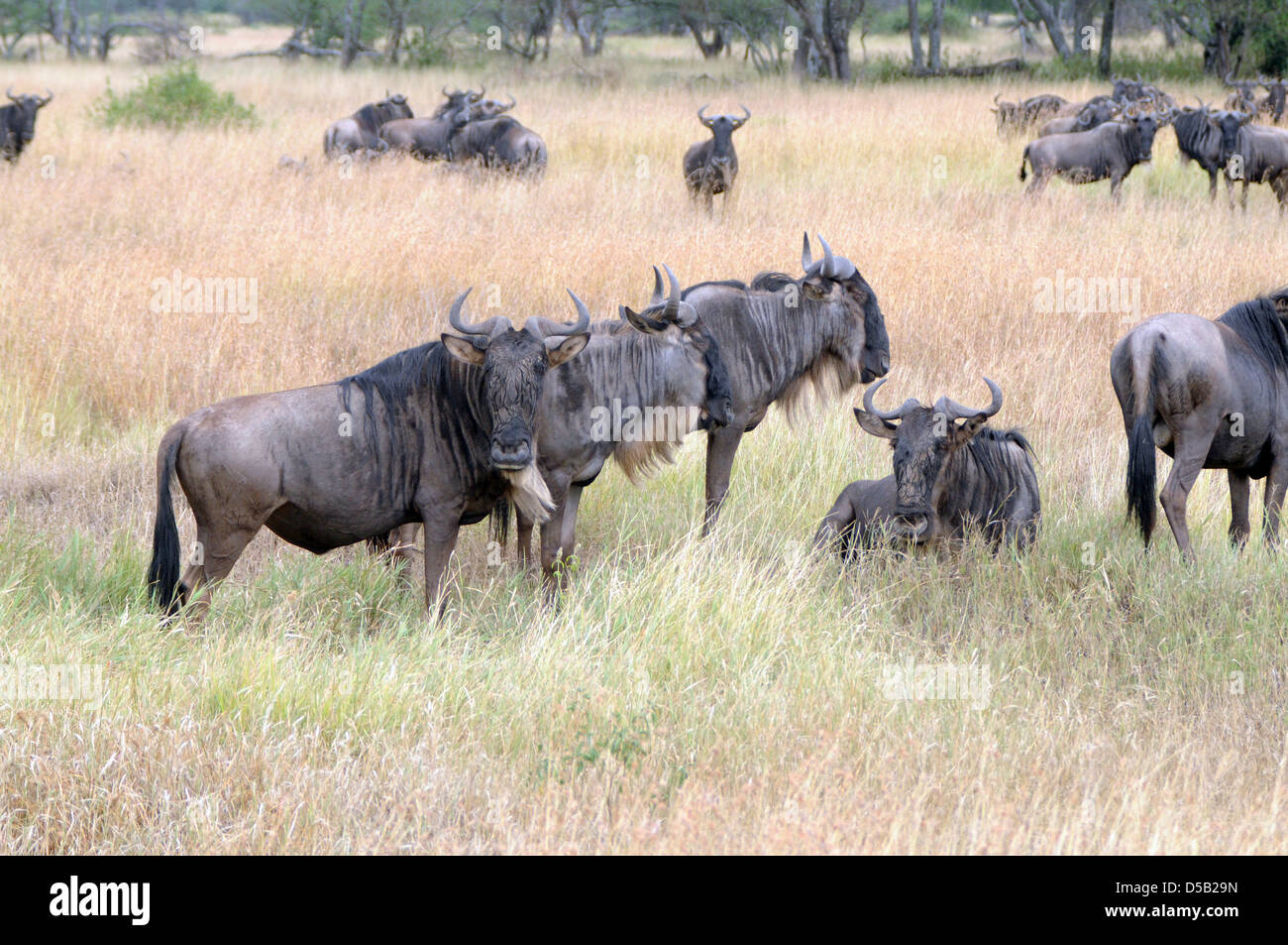Allevamento di bianco barbuto (o borchiati o blu) GNU (Connochaetes taurinus). Fotografato in Tanzania Foto Stock