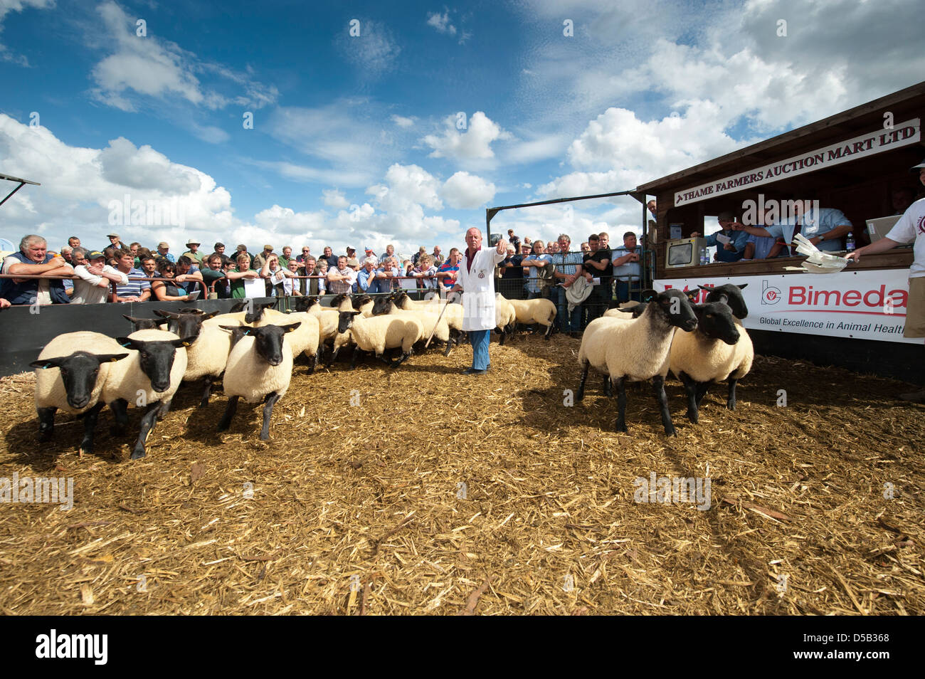 Suffolk incroci l'allevamento di ovini nell'anello a Thame pecore fair 2012 Foto Stock