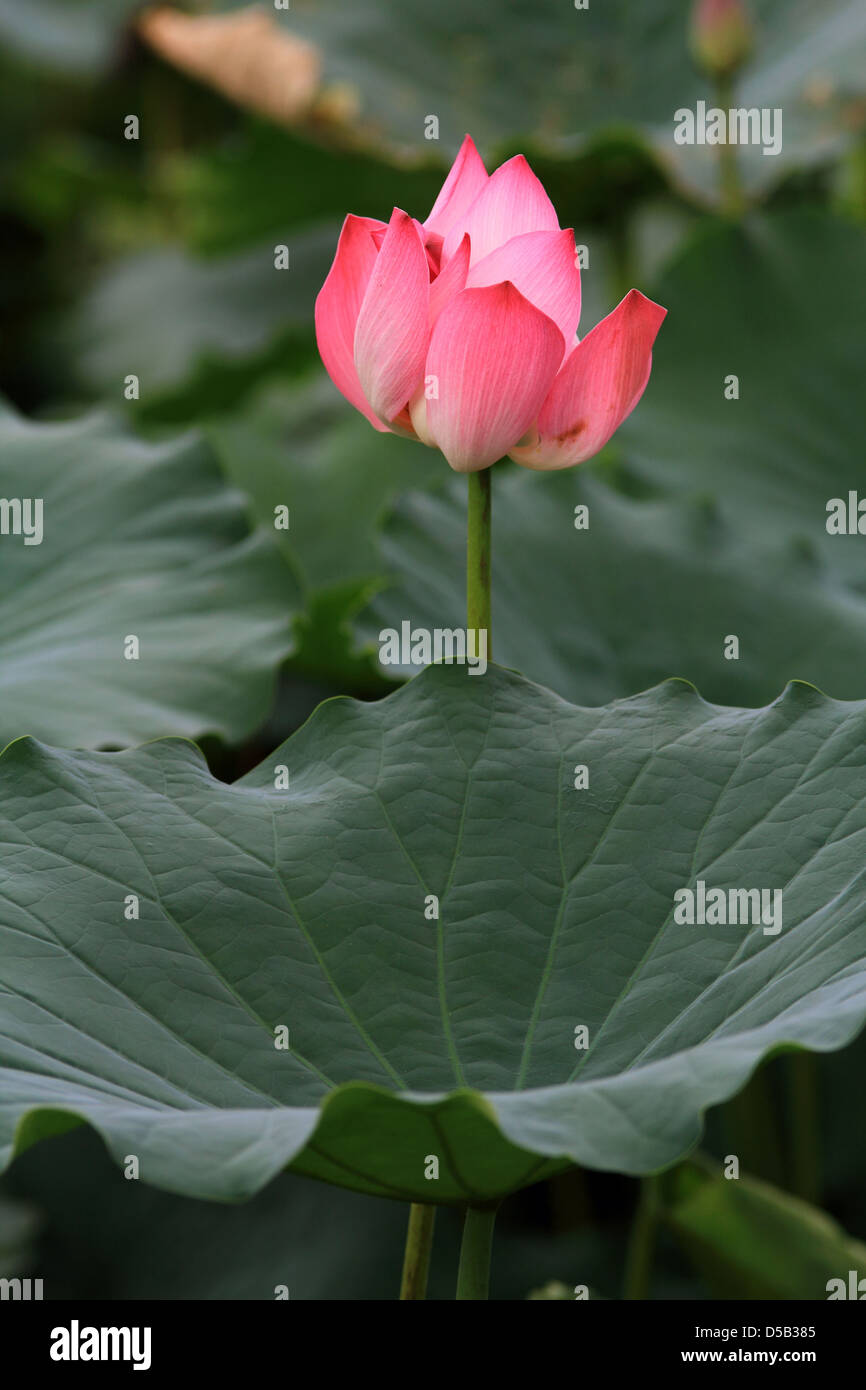 Fiore di loto Foto Stock