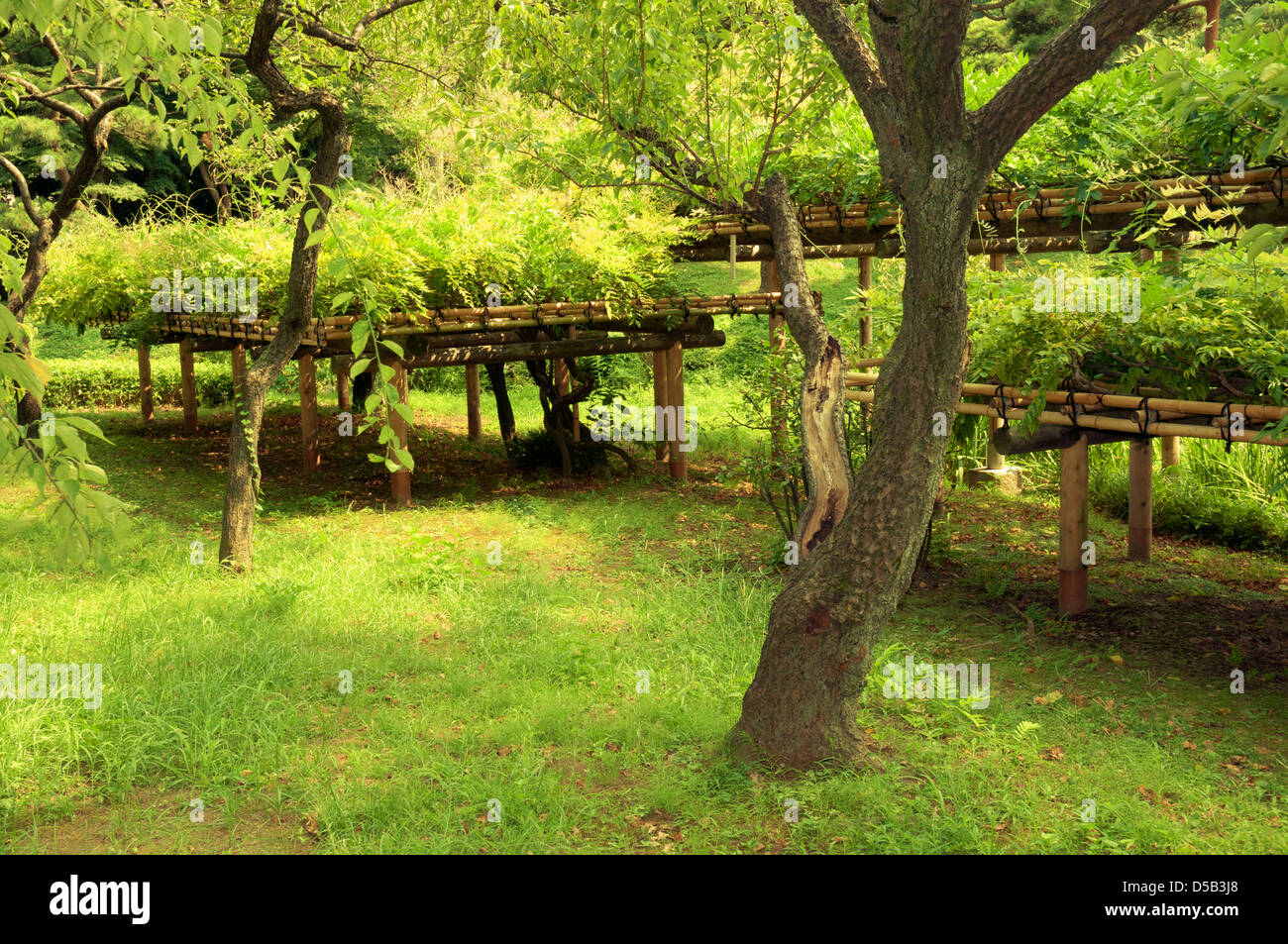 Fresche piante verdi nel famoso Korakuen giardino zen di Tokyo in estate Foto Stock