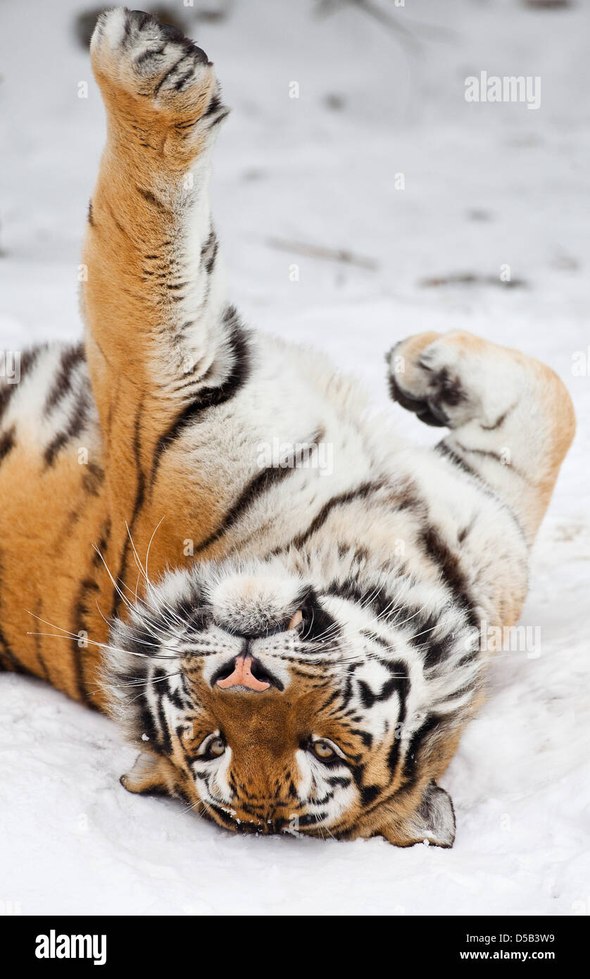 Una tigre Sibirian rotoli nella neve nel suo contenitore in zoo a Eberswalde, Germania, 02 gennaio 2009. Il Sibirian tiger è il più grande del mondo e di gatto e vive nella Russia orientale e parti della Cina e Corea del Nord. Foto: Patrick Pleul Foto Stock