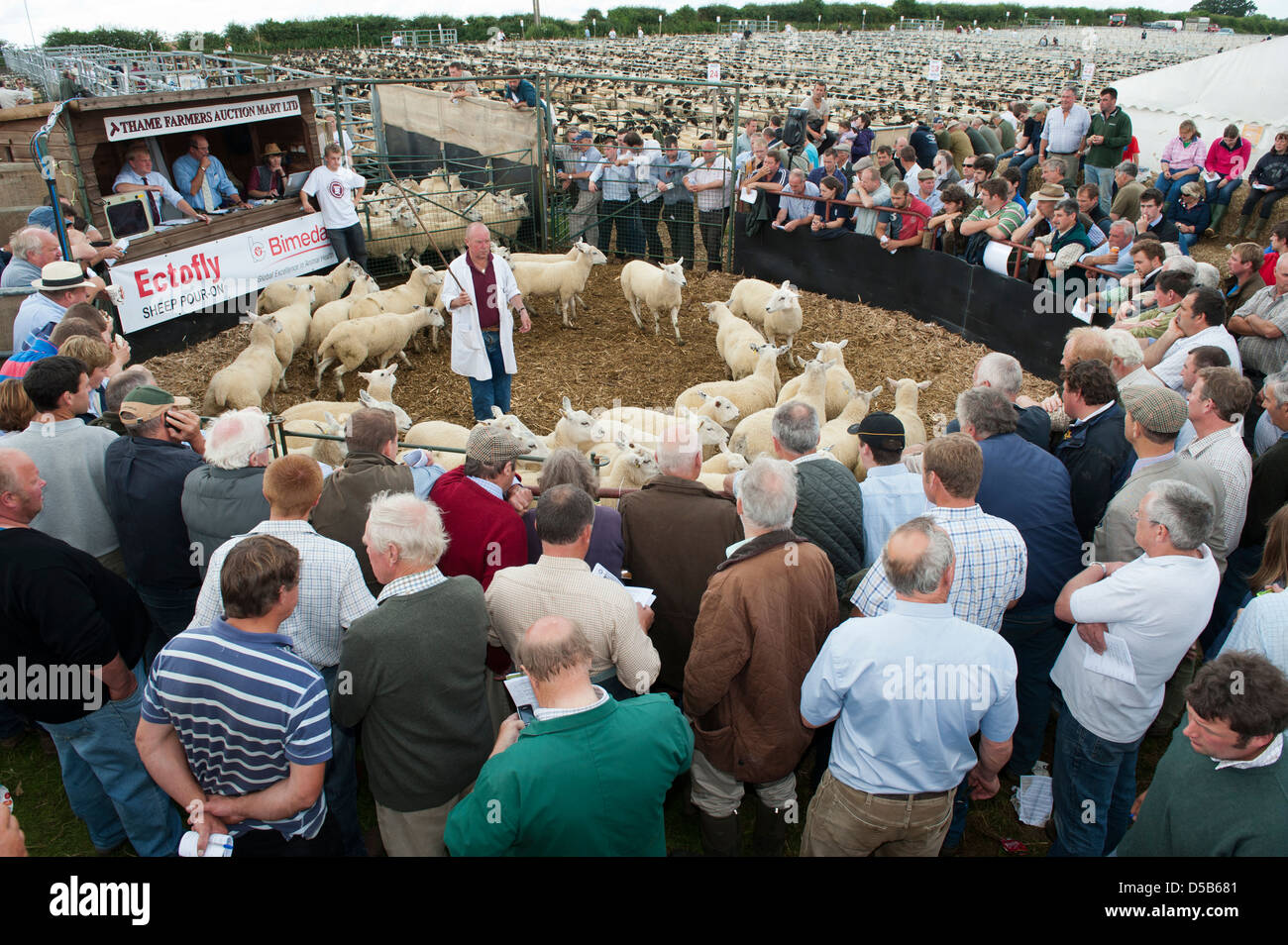 Pecore da riproduzione nell'anello a Thame pecore fair 2012 Foto Stock