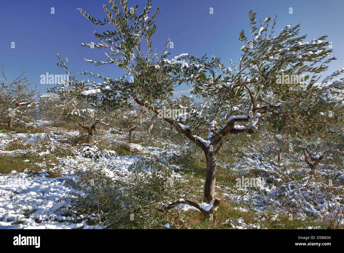 Luce neve coperta di ulivi in un frutteto in Italia Foto Stock