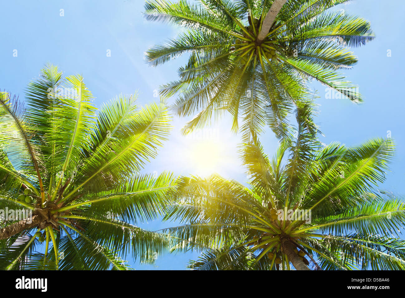 Tre palme sul cielo blu sullo sfondo Foto Stock