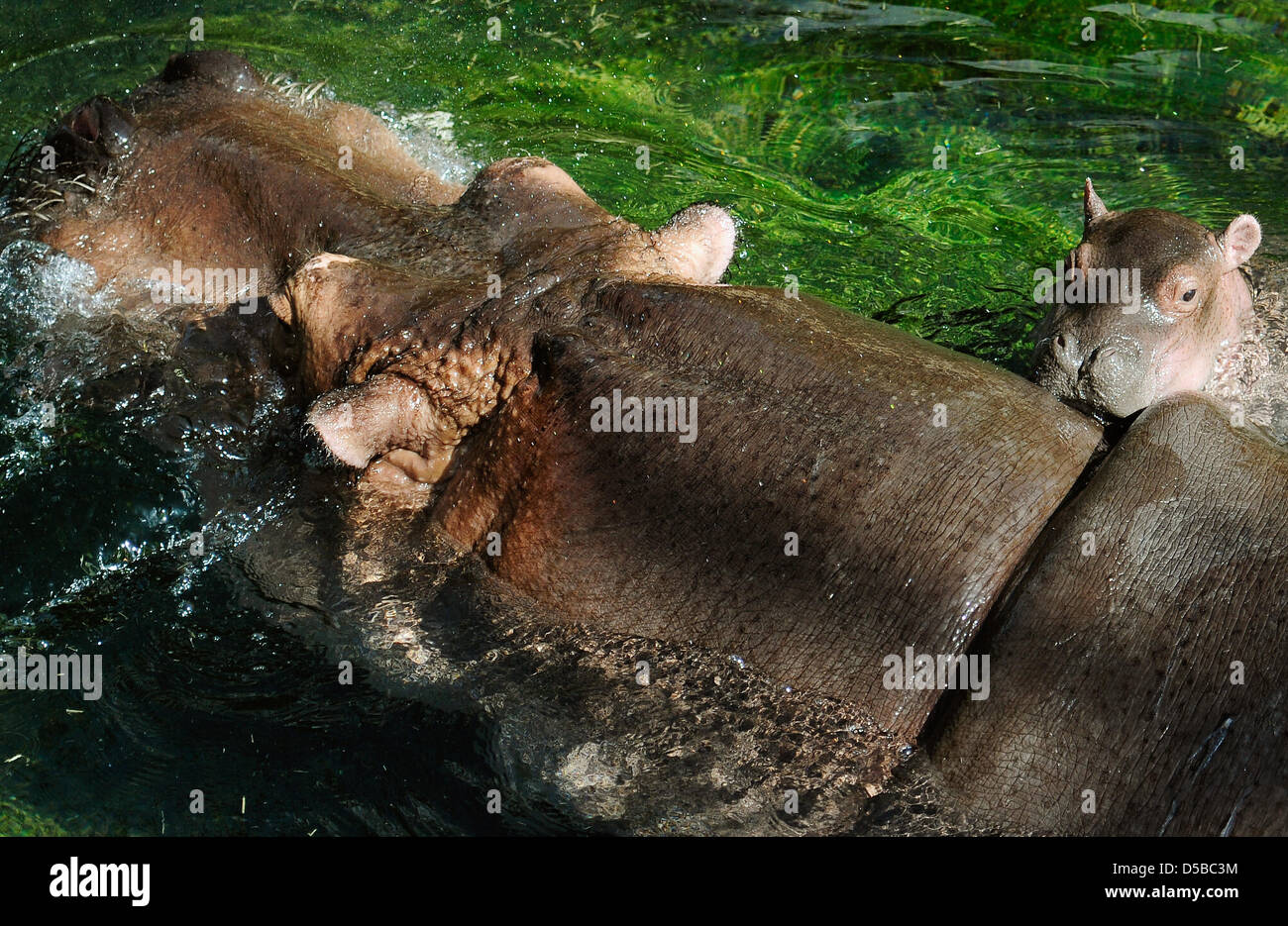 L'ancora senza nome neonato ippopotamo e sua madre Kathi resto in acqua dello Zoo di Berlino in Germania, 24 agosto 2010. Il bambino Ippona era nato il 09 agosto 2010. Foto: Hannibal Hanschke Foto Stock
