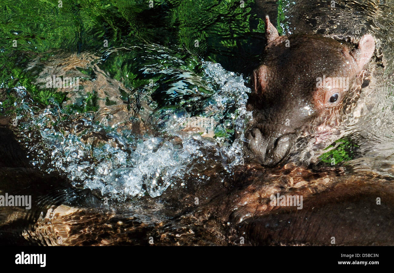 L'ancora senza nome neonato ippopotamo e sua madre Kathi resto in acqua dello Zoo di Berlino in Germania, 24 agosto 2010. Il bambino Ippona era nato il 09 agosto 2010. Foto: Hannibal Hanschke Foto Stock