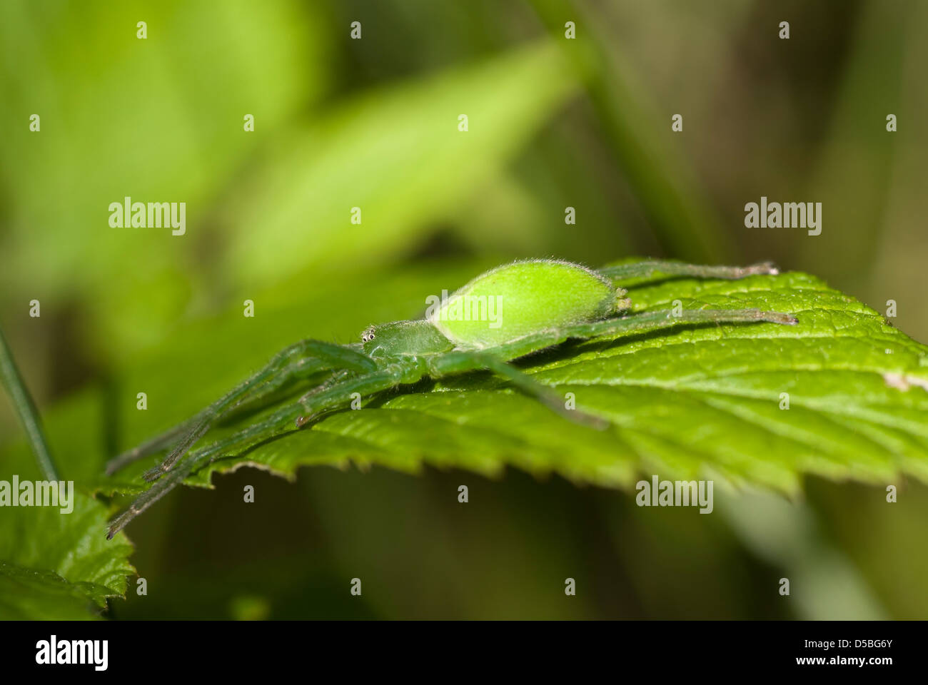 Big green spider sedersi sulla foglia nella foresta Foto Stock