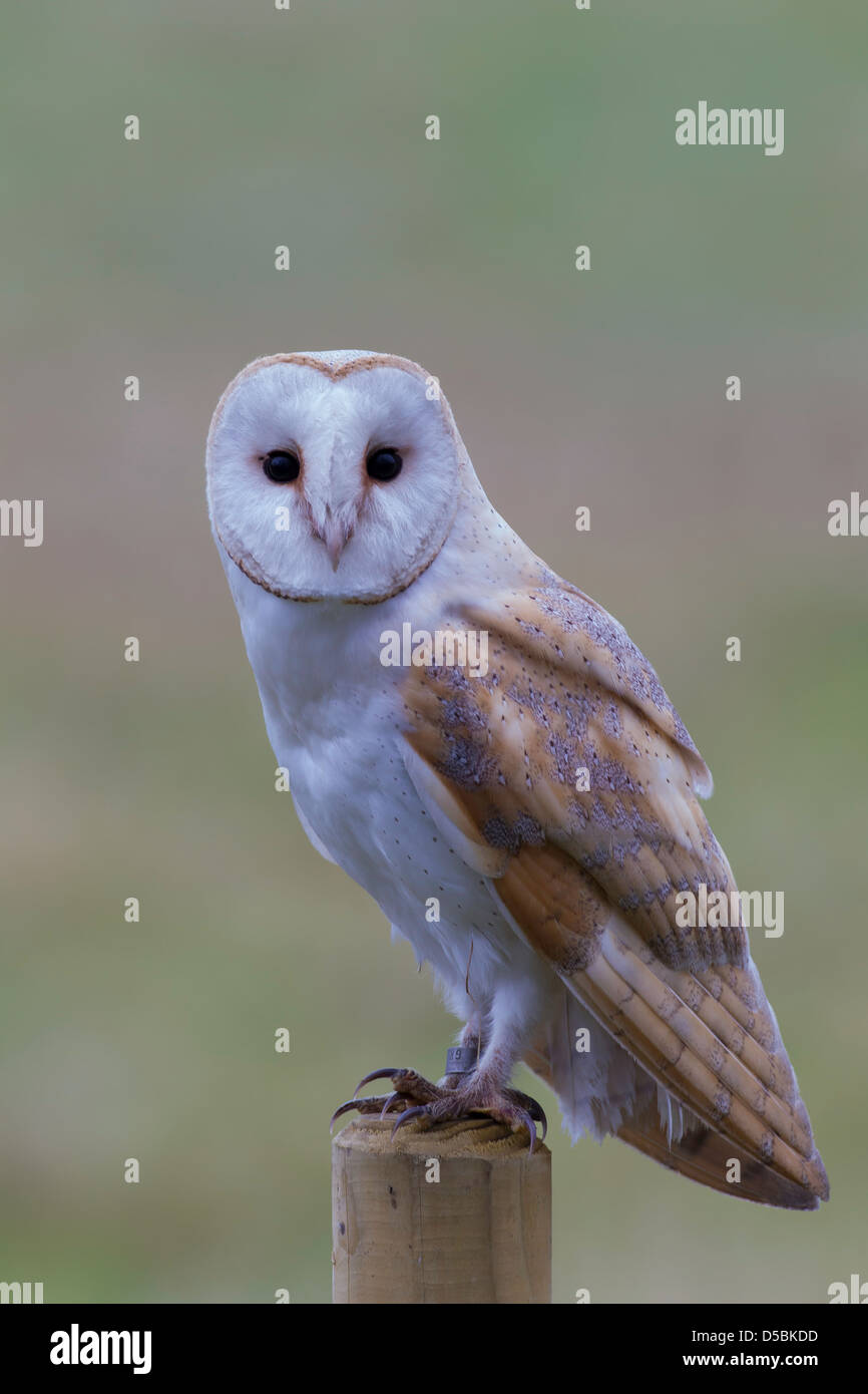 Tyto alba, Barbagianni seduti sul post Foto Stock