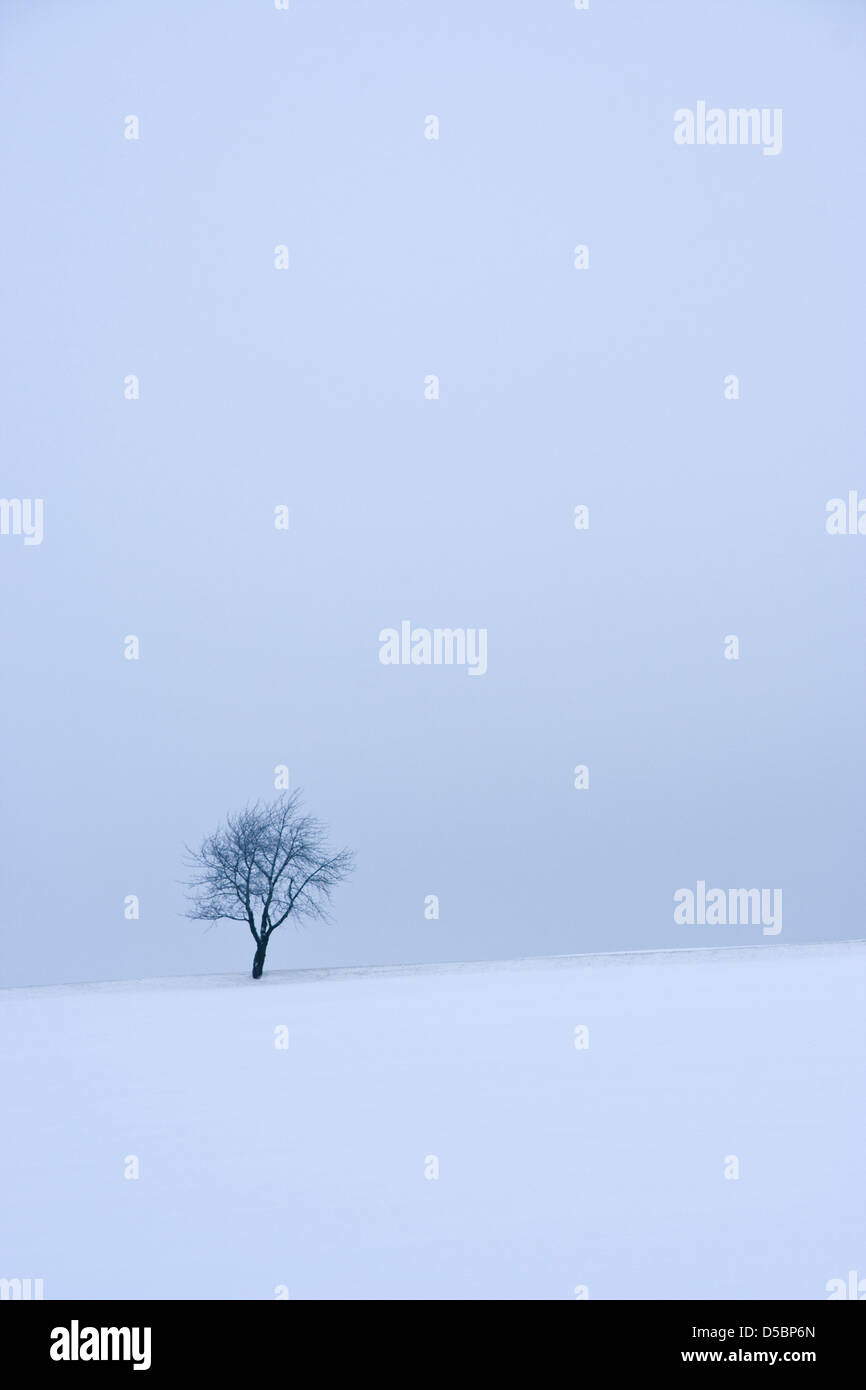 Paesaggio invernale con albero in un campo Foto Stock