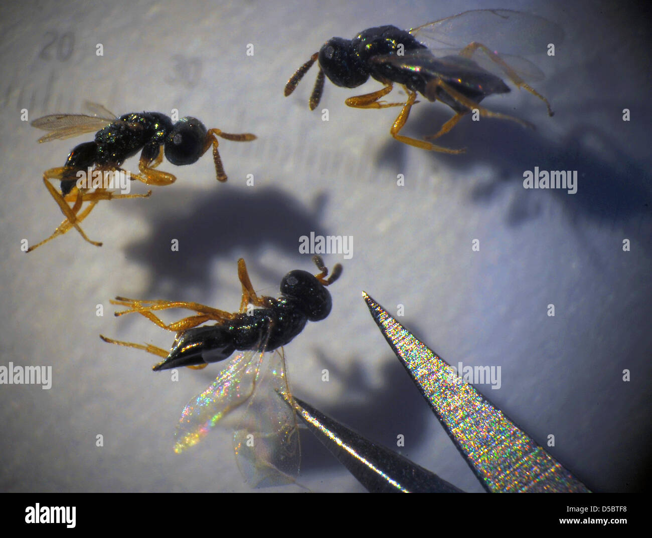 Nasonia vespe di due millimetri dimensioni nella foto sotto un microspcope presso l istituto di istituto di Zoologia generale e fisiologia animale dell'Università di Jena, Germania, 13 gennaio 2010. Gli scienziati sequenziato il genoma di Nasonia vespe, i risultati saranno pubblicati in 'Scienza' magazine il 15 gennaio 2010. Nasonia è una capacità parassita wasp. Foto: JAN-PETER KASPER (ATTENZIONE: BLOCCO PERI Foto Stock