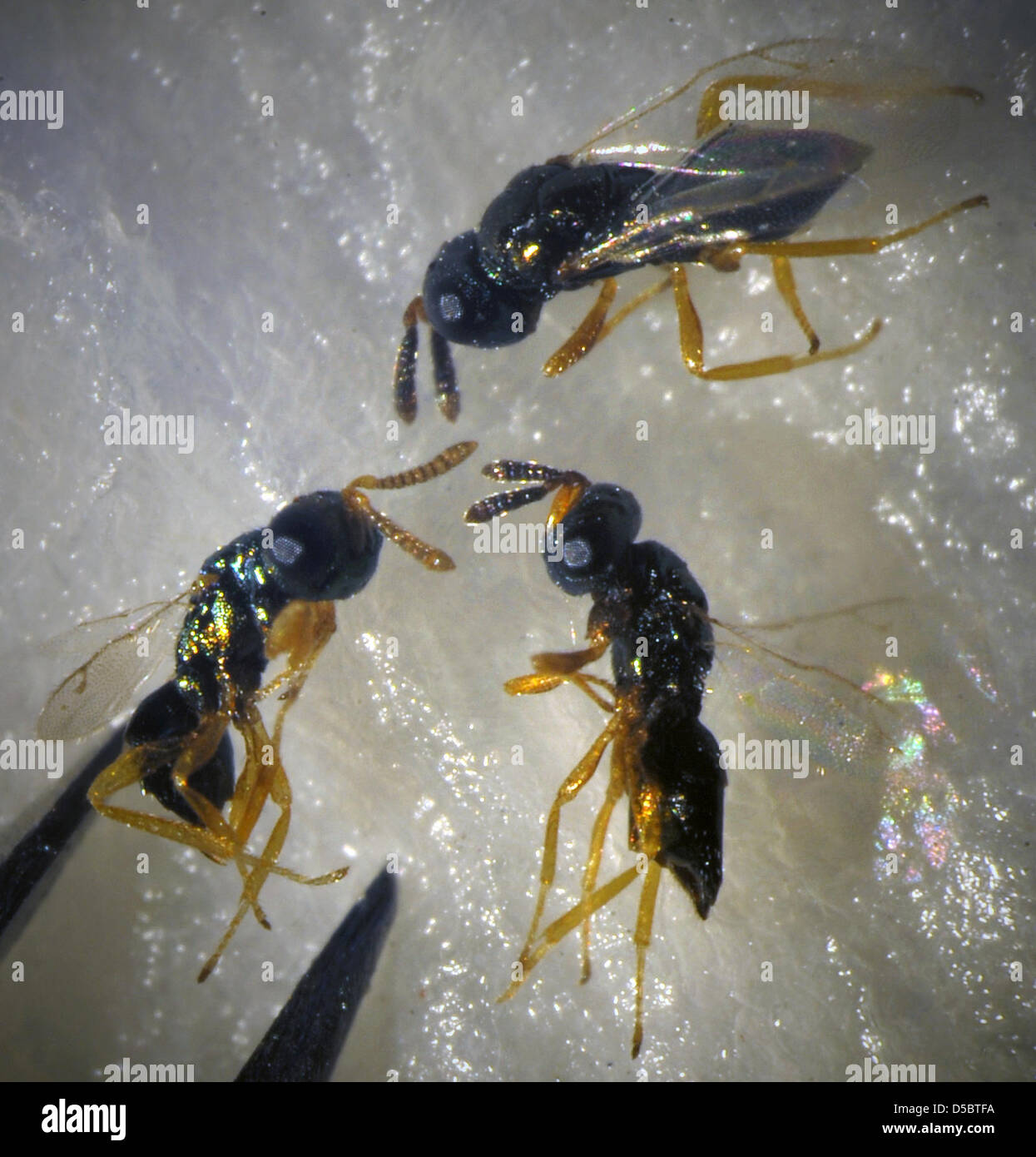 Nasonia vespe di due millimetri dimensioni nella foto sotto un microspcope presso l istituto di istituto di Zoologia generale e fisiologia animale dell'Università di Jena, Germania, 13 gennaio 2010. Gli scienziati sequenziato il genoma di Nasonia vespe, i risultati saranno pubblicati in 'Scienza' magazine il 15 gennaio 2010. Nasonia è una capacità parassita wasp. Foto: JAN-PETER KASPER (ATTENZIONE: BLOCCO PERI Foto Stock