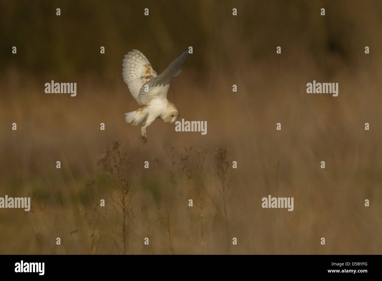 Tyto alba, Barbagianni in volo, hovering guardando verso il basso sopra il suolo contro uno sfondo sfocato Foto Stock