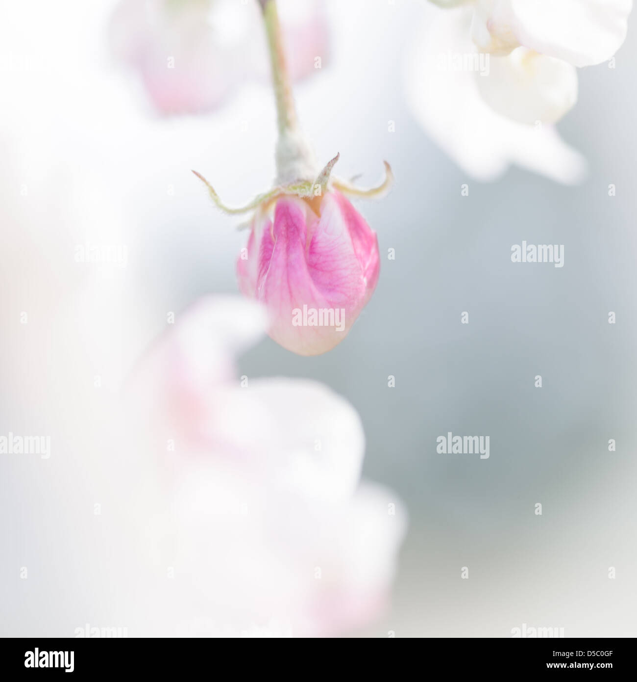 Rosa fiori di ciliegio in fiore nel Åtvidaberg, Östergötland, Svezia, Europa Foto Stock