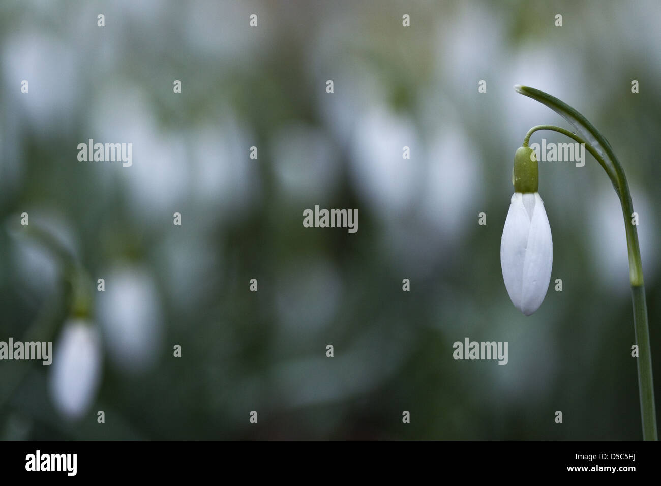 Comune (snowdrop Galanthus nivalis) Foto Stock