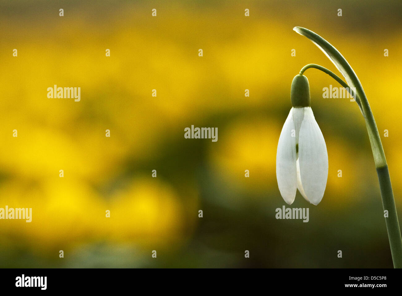 Comune (snowdrop Galanthus nivalis) Foto Stock