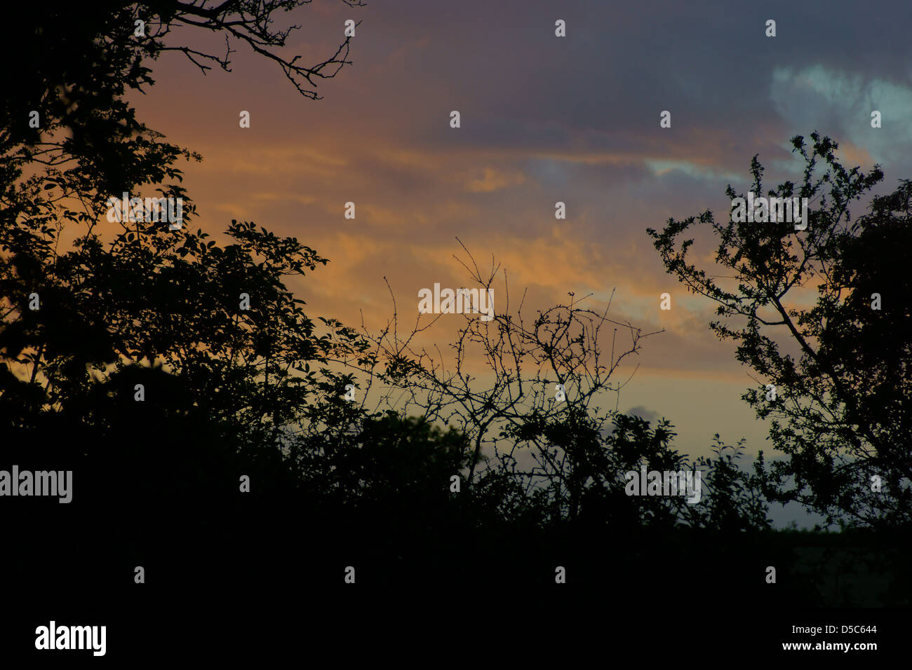 Cielo di tramonto Cielo rosa amber sky alberi cespugli di alba Foto Stock