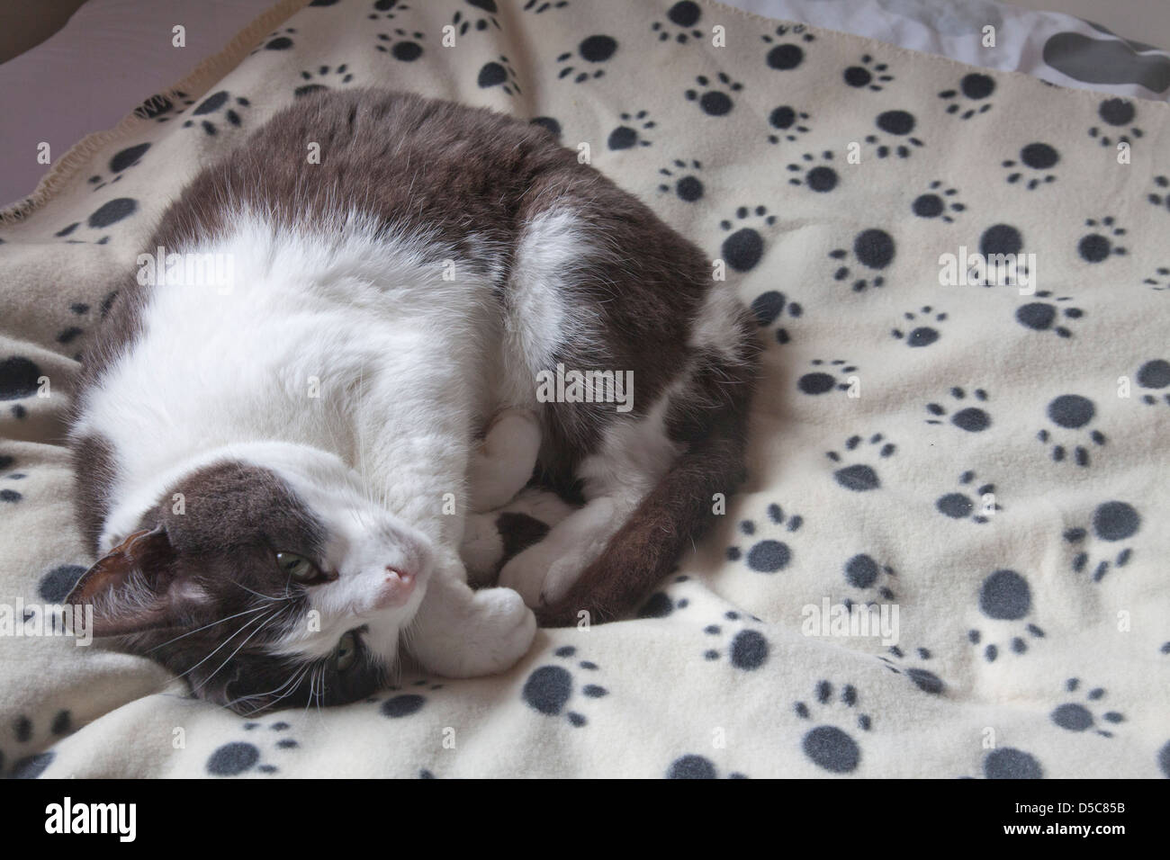Gatto rannicchiato sulla coperta con impronte di animali. Foto Stock