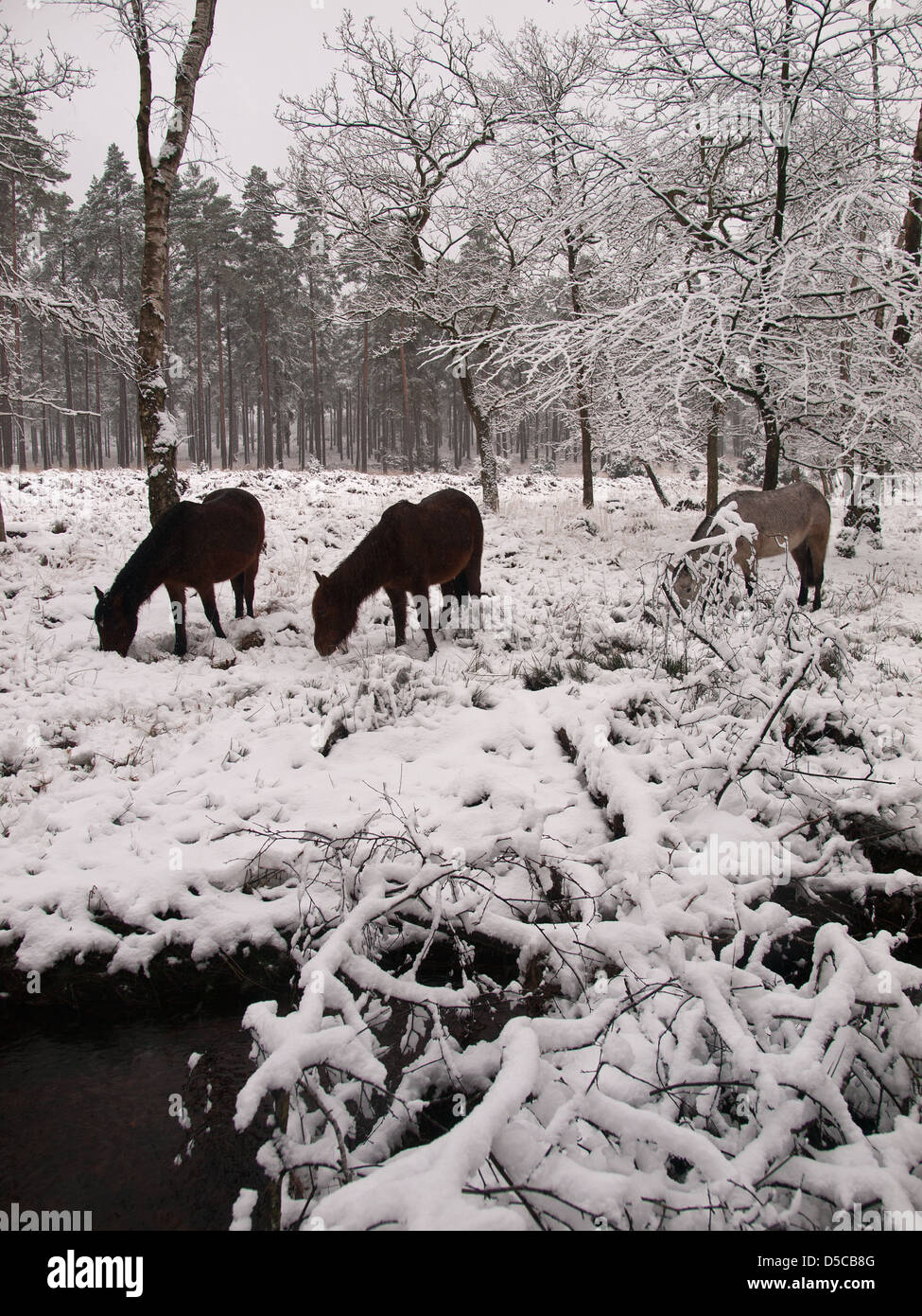 Pony pascolano in una coperta di neve Hawk Hill enclosure New Forest National Park Hampshire England Regno Unito Foto Stock