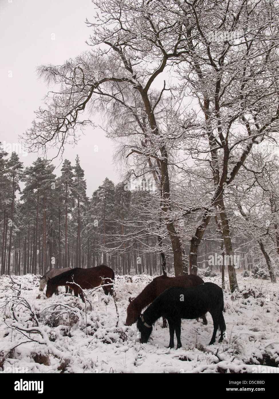 Pony pascolano in una coperta di neve Hawk Hill enclosure New Forest National Park Hampshire England Regno Unito Foto Stock